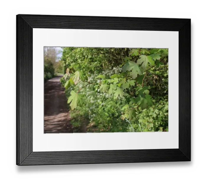 Framed Print : Field Maple (Acer campestre) close-up of leaves, growing in hedgerow beside lane, Mendlesham, Suffolk, England, April Framed Print : Field Maple (Acer campestre) close-up of leaves, growing in hedgerow beside lane, Mendlesham, Suffolk, England, April