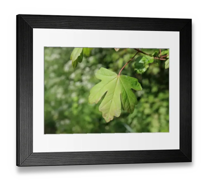 Framed Print : Field Maple (Acer campestre) close-up of leaf, growing in hedgerow, Mendlesham, Suffolk, England, April Framed Print : Field Maple (Acer campestre) close-up of leaf, growing in hedgerow, Mendlesham, Suffolk, England, April