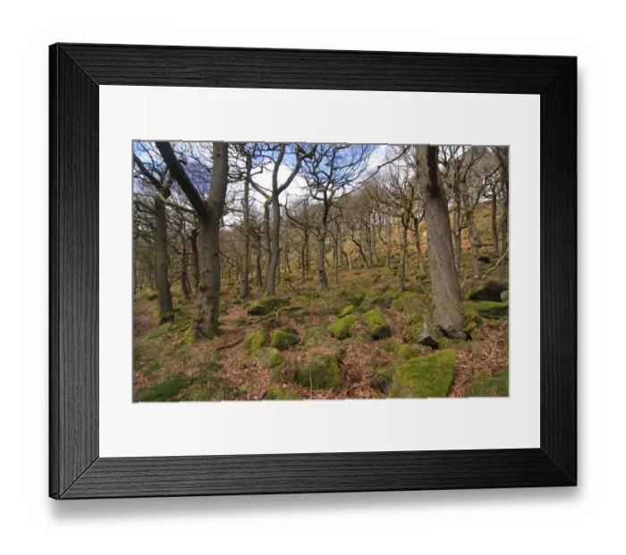 Framed Print : Sessile Oak (Quercus petraea) ancient woodland habitat, Padley Gorge, Dark Peak, Peak District N. P Framed Print : Sessile Oak (Quercus petraea) ancient woodland habitat, Padley Gorge, Dark Peak, Peak District N. P