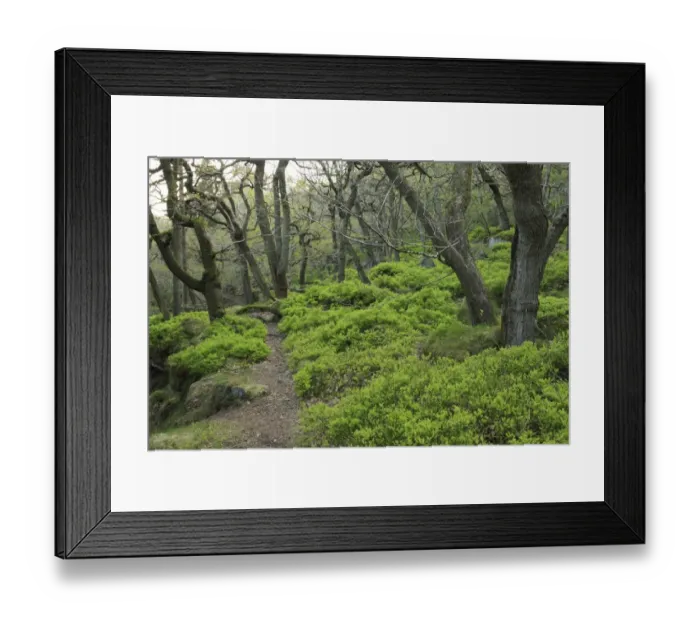 Framed Print : Sessile Oak (Quercus petraea) ancient woodland habitat, with Bilberry (Vaccinium myrtillus) understory, Padley Gorge Framed Print : Sessile Oak (Quercus petraea) ancient woodland habitat, with Bilberry (Vaccinium myrtillus) understory, Padley Gorge