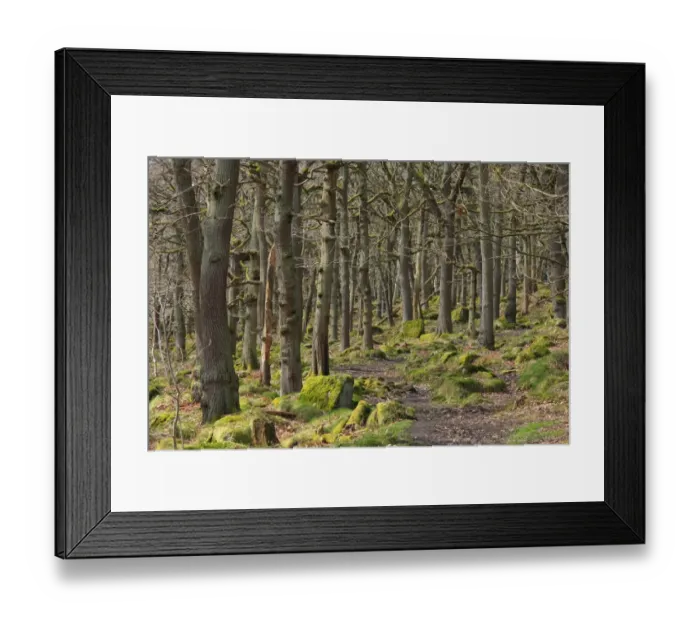 Framed Print : Sessile Oak (Quercus petraea) ancient woodland habitat with pathway, Padley Gorge, Dark Peak, Peak District N. P Framed Print : Sessile Oak (Quercus petraea) ancient woodland habitat with pathway, Padley Gorge, Dark Peak, Peak District N. P