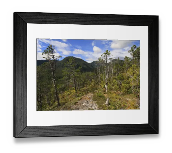 Framed Print : Shore Pine (Pinus contorta contorta) habit, growing in temperate coastal rainforest habitat, Pooley Island Framed Print : Shore Pine (Pinus contorta contorta) habit, growing in temperate coastal rainforest habitat, Pooley Island