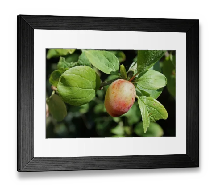 Framed Print : Plum (Prunus domestica) Early Laxton, close-up of ripe fruit, growing in garden, Mendlesham, Suffolk, England, June Framed Print : Plum (Prunus domestica) Early Laxton, close-up of ripe fruit, growing in garden, Mendlesham, Suffolk, England, June