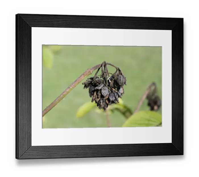 Framed Print : Wayfaring Tree (Viburnum lantana) close-up of seeds, growing in woodland, Vicarage Plantation, Mendlesham, Suffolk Framed Print : Wayfaring Tree (Viburnum lantana) close-up of seeds, growing in woodland, Vicarage Plantation, Mendlesham, Suffolk