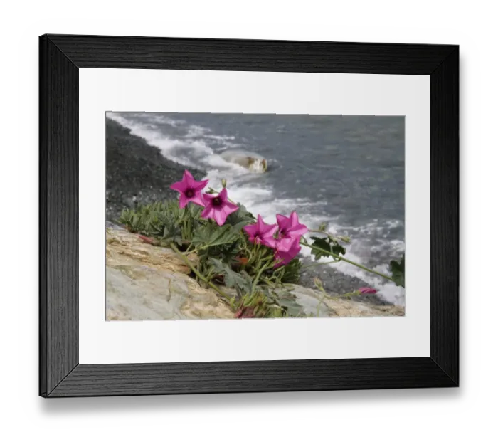 Framed Print : Mallow-leaved Bindweed (Convolvulus althaeoides) flowering, group with flowers not fully open Framed Print : Mallow-leaved Bindweed (Convolvulus althaeoides) flowering, group with flowers not fully open