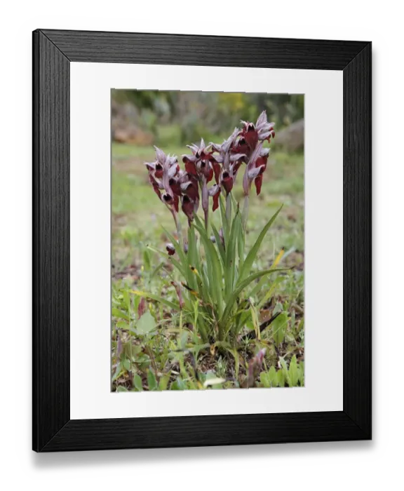 Framed Print : Heart-flowered Tongue Orchid (Serapias cordigera) flowering, group growing on roadside verge, Corsica, France, May Framed Print : Heart-flowered Tongue Orchid (Serapias cordigera) flowering, group growing on roadside verge, Corsica, France, May