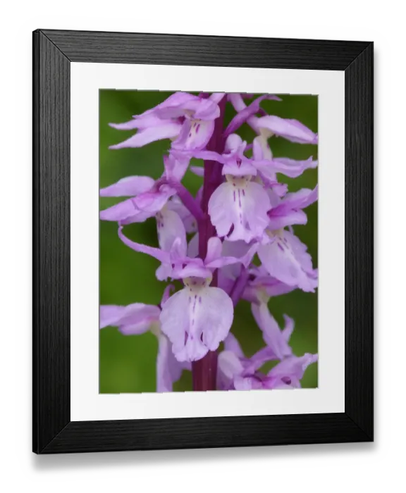 Framed Print : Ovalis Orchid (Orchis ovalis) close-up of flowers, Corsica, France, April Framed Print : Ovalis Orchid (Orchis ovalis) close-up of flowers, Corsica, France, April