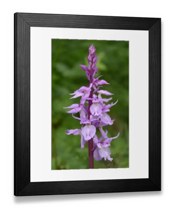 Framed Print : Ovalis Orchid (Orchis ovalis) close-up of flowerspike, Corsica, France, April