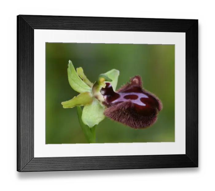 Framed Print : Black Spider Orchid (Ophrys incubacea) close-up of flower, Corsica, France, May Framed Print : Black Spider Orchid (Ophrys incubacea) close-up of flower, Corsica, France, May