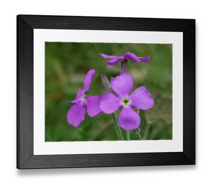 Framed Print : Sea Stock (Matthiola sinuata) close-up of flowers, Bonifacio Gulf, Corsica, France, April Framed Print : Sea Stock (Matthiola sinuata) close-up of flowers, Bonifacio Gulf, Corsica, France, April