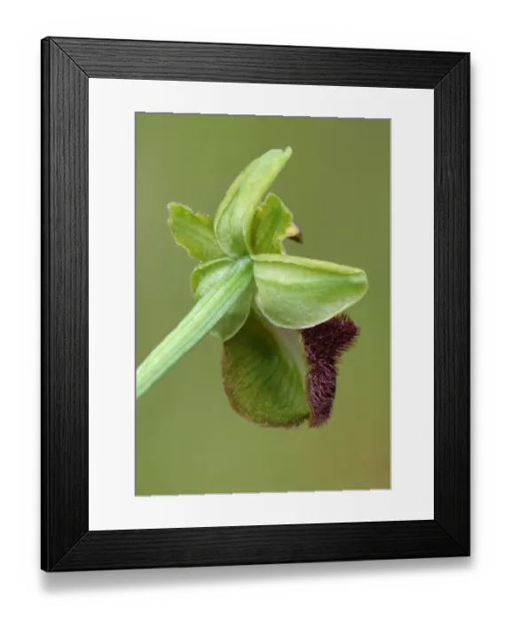 Framed Print : Black Spider Orchid (Ophrys incubacea) close-up of flower rear, Corsica, France, May Framed Print : Black Spider Orchid (Ophrys incubacea) close-up of flower rear, Corsica, France, May