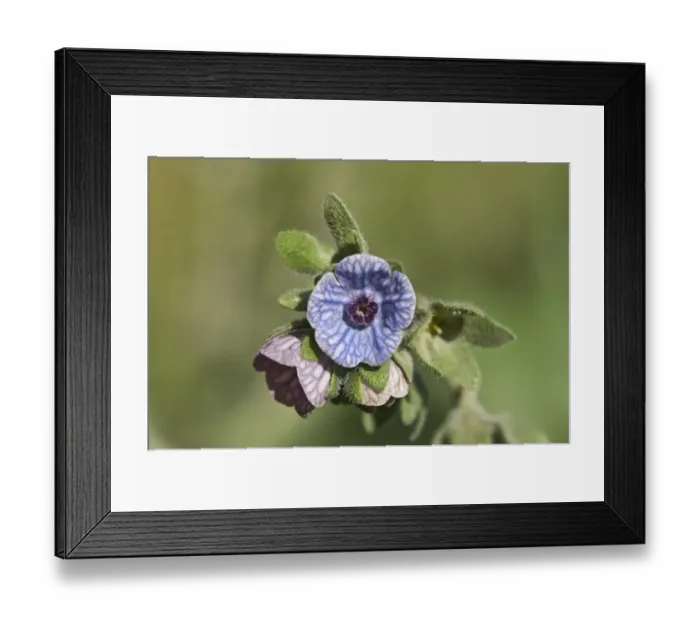 Framed Print : Blue Hounds Tongue (Cynoglossum creticum) close-up of flowers, Crete, Greece, April