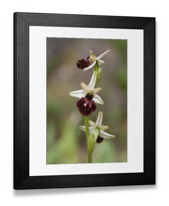 Framed Print : Early Flowering Spider Orchid (Ophrys praecox) close-up of flowerspike, Corsica, France, April Framed Print : Early Flowering Spider Orchid (Ophrys praecox) close-up of flowerspike, Corsica, France, April
