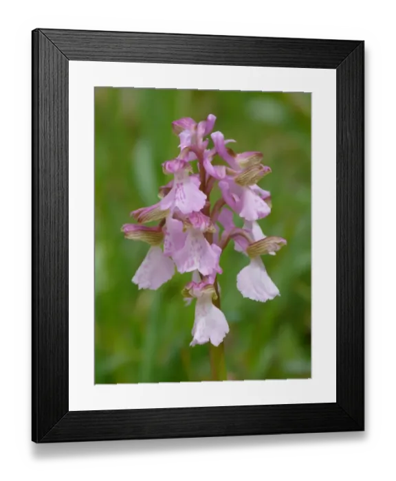 Framed Print : Painted Orchid (Orchis picta) close-up of flowerspike, Corsica, France, April Framed Print : Painted Orchid (Orchis picta) close-up of flowerspike, Corsica, France, April