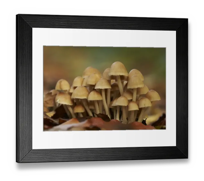 Framed Print : Sulphur Tuft Fungi (Hypholoma fasciculare) fruiting bodies, growing in woodland leaf litter, West Sussex, England