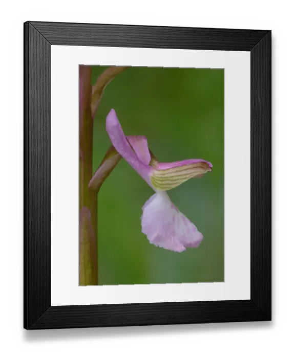 Framed Print : Painted Orchid (Orchis picta) close-up of flower, Corsica, France, April Framed Print : Painted Orchid (Orchis picta) close-up of flower, Corsica, France, April