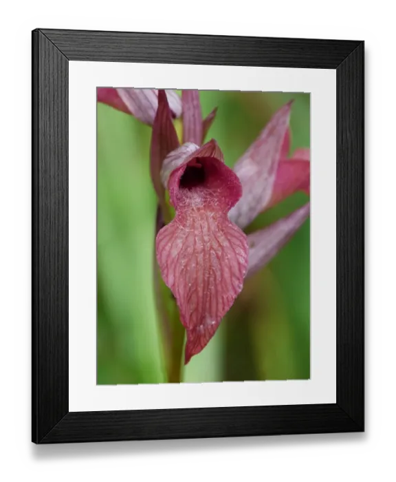 Framed Print : Neglected Tongue Orchid (Serapias neglecta) close-up of flower, Corsica, France, April Framed Print : Neglected Tongue Orchid (Serapias neglecta) close-up of flower, Corsica, France, April