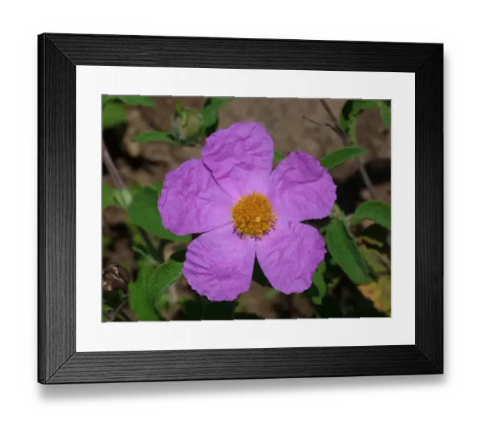 Framed Print : Large Pink Cistus (Cistus incanus) close-up of flower, Corsica, France, April Framed Print : Large Pink Cistus (Cistus incanus) close-up of flower, Corsica, France, April