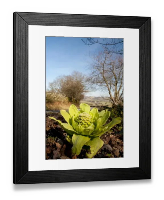 Framed Print : Giant Butterbur (Petasites japonicus) introduced species, flowering, growing on roadside, Fell Foot Brow Framed Print : Giant Butterbur (Petasites japonicus) introduced species, flowering, growing on roadside, Fell Foot Brow