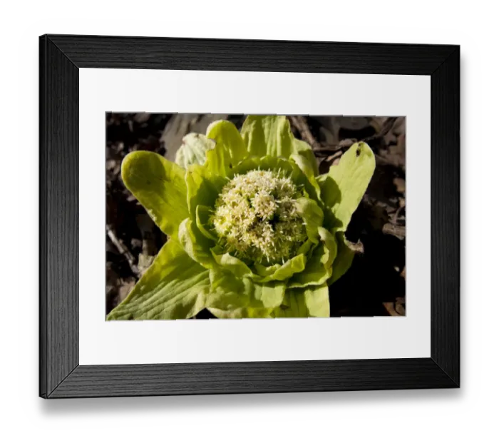 Framed Print : Giant Butterbur (Petasites japonicus) introduced species, flowering, growing on roadside, Fell Foot Brow Framed Print : Giant Butterbur (Petasites japonicus) introduced species, flowering, growing on roadside, Fell Foot Brow