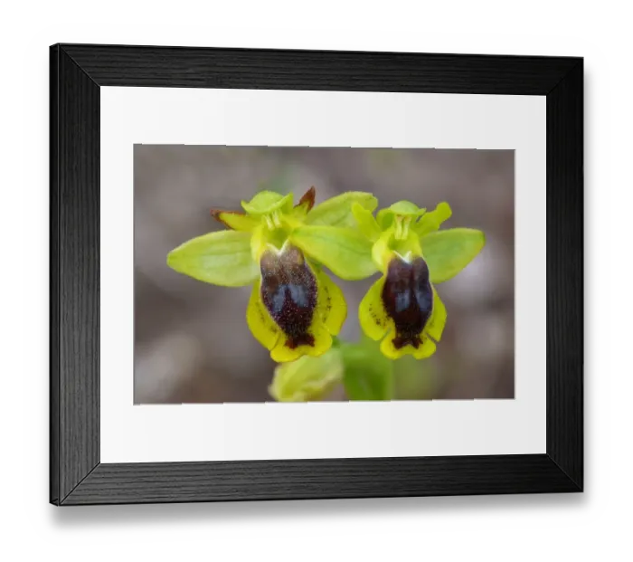 Framed Print : Corsican Orchid (Ophrys corsica) close-up of flowers, Bonifacio Gulf, Corsica, France, April Framed Print : Corsican Orchid (Ophrys corsica) close-up of flowers, Bonifacio Gulf, Corsica, France, April