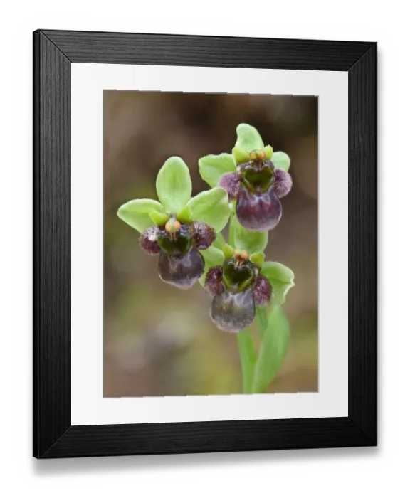 Framed Print : Bumblebee Orchid (Ophrys bombyliflora) close-up of flowers, Corsica, France, April