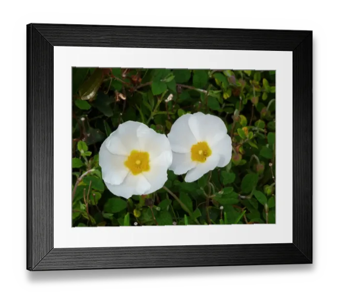 Framed Print : Sage-leaved Rockrose (Cistus salvifolius) close-up of flowers, Corsica, France, April Framed Print : Sage-leaved Rockrose (Cistus salvifolius) close-up of flowers, Corsica, France, April