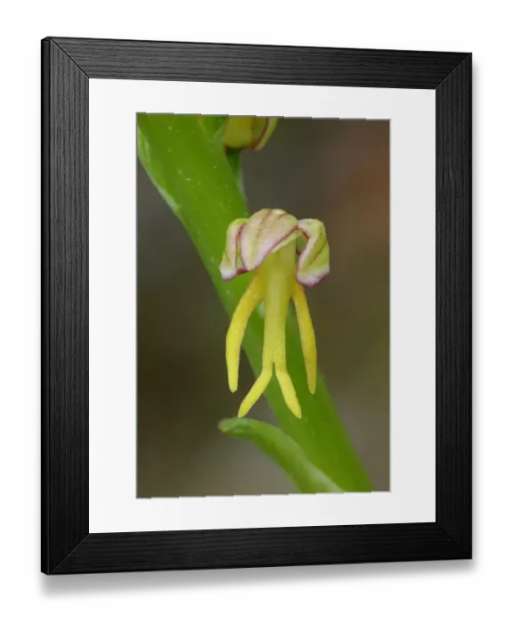 Framed Print : Man Orchid Orchis anthropophora yellow form, close-up of flower, Corsica, France, April Framed Print : Man Orchid Orchis anthropophora yellow form, close-up of flower, Corsica, France, April