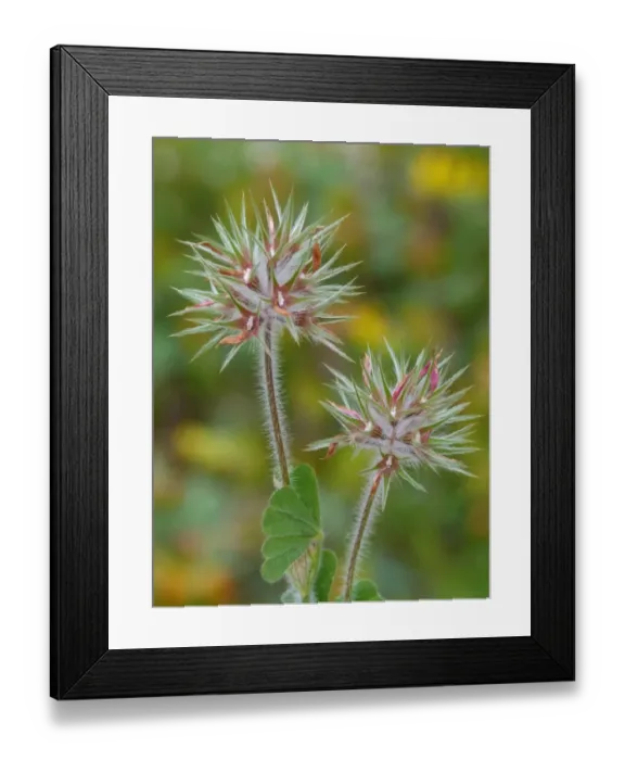 Framed Print : Star Clover (Trifolium stellatum) in fruit, Bonifacio Gulf, Corsica, France, April Framed Print : Star Clover (Trifolium stellatum) in fruit, Bonifacio Gulf, Corsica, France, April