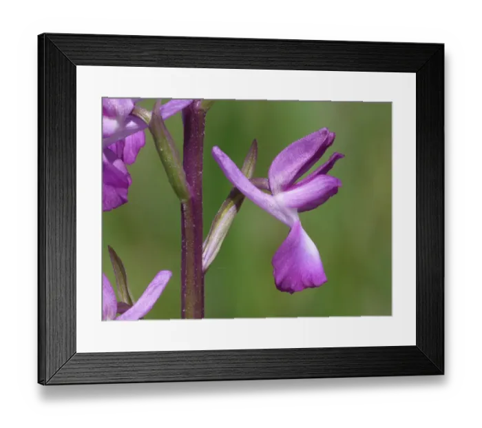 Framed Print : Loose-flowered Orchid (Orchis laxiflora) close-up of flower, Corsica, France, April