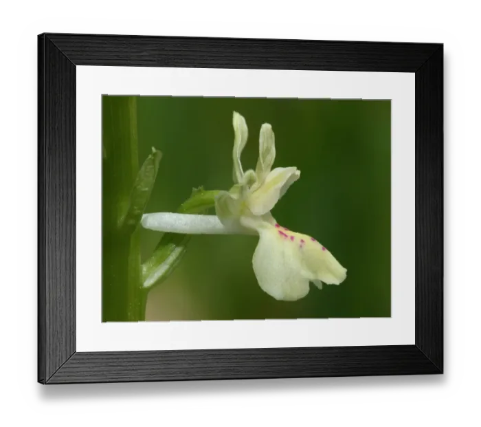 Framed Print : Provence Orchid (Orchis provincialis) close-up of flower, Corsica, France, May Framed Print : Provence Orchid (Orchis provincialis) close-up of flower, Corsica, France, May