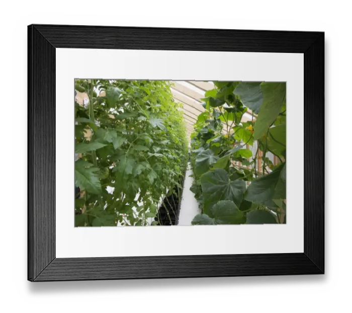Framed Print : Tomato (Solanum sp. ) and Cucumber (Cucumis sativus) crop, growing in hydroponics unit, Todmorden, West Yorkshire Framed Print : Tomato (Solanum sp. ) and Cucumber (Cucumis sativus) crop, growing in hydroponics unit, Todmorden, West Yorkshire