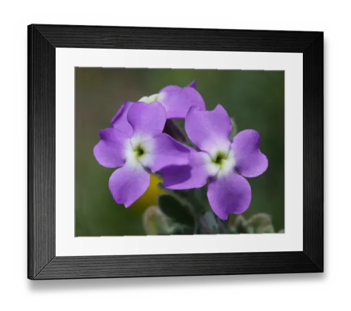 Framed Print : Three-horned Stock (Matthiola tricuspidata) close-up of flowers, Bonifacio Gulf, Corsica, France, April