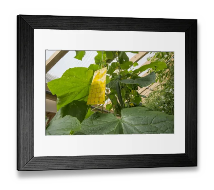 Framed Print : Cucumber (Cucumis sativus) crop, with sticky flypaper, growing in hydroponics unit, Todmorden, West Yorkshire, England