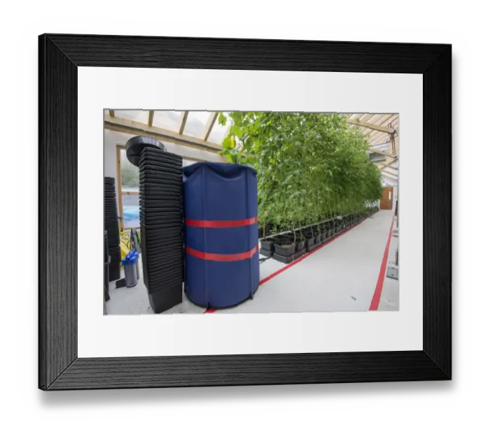 Framed Print : Tomato (Solanum sp. ) crop, growing in hydroponics unit, Todmorden, West Yorkshire, England, April Framed Print : Tomato (Solanum sp. ) crop, growing in hydroponics unit, Todmorden, West Yorkshire, England, April