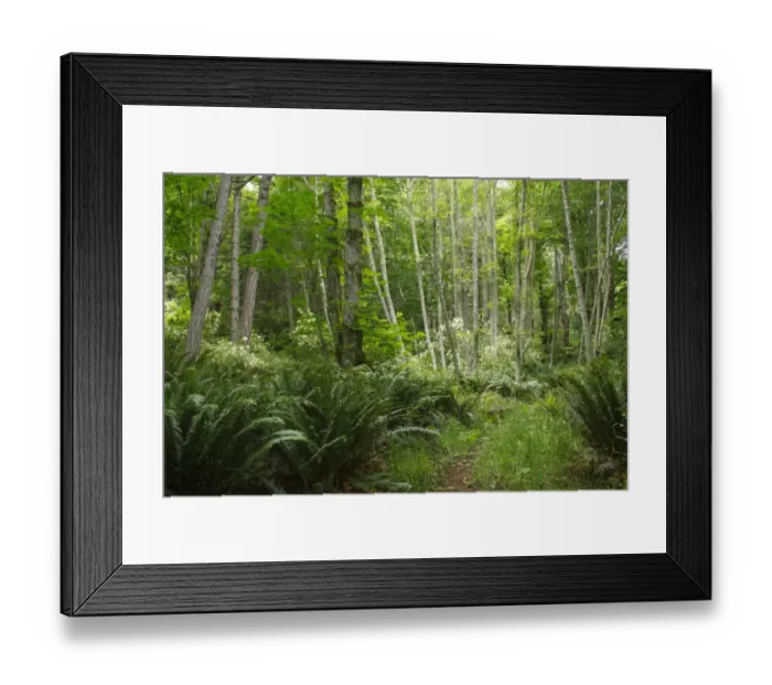 Framed Print : Pathway through forest habitat, Saltspring Island, Strait of Georgia, Gulf Islands, British Columbia, Canada, July