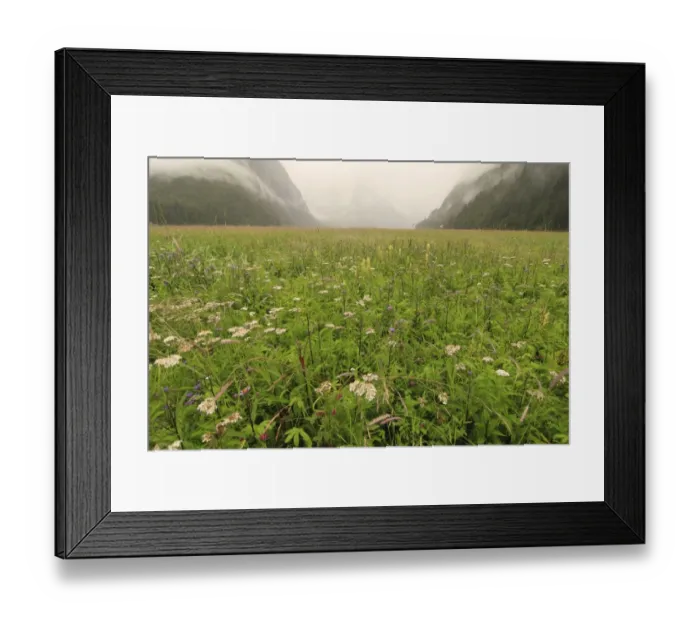 Framed Print : View of wildflowers growing in clearing beside estuary in temperate coastal rainforest habitat, Inside Passage