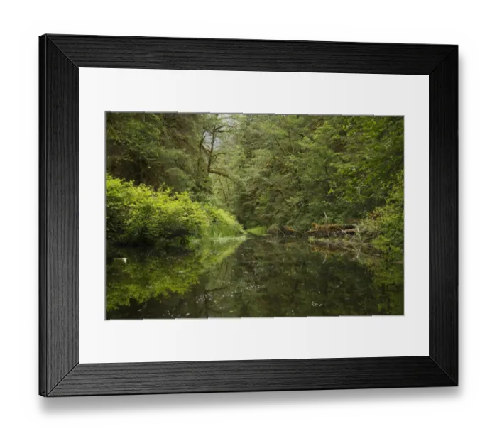 Framed Print : Tidal channel in estuarine forest, in temperate coastal rainforest habitat, Inside Passage, Coast Mountains