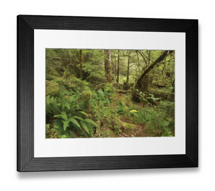 Framed Print : Ferns and moss covered trees in temperate coastal rainforest habitat, Coast Mountains, Great Bear Rainforest Framed Print : Ferns and moss covered trees in temperate coastal rainforest habitat, Coast Mountains, Great Bear Rainforest