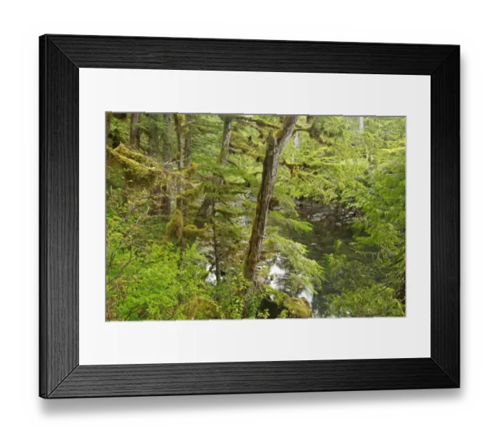 Framed Print : Moss covered trees in temperate coastal rainforest habitat, Coast Mountains, Great Bear Rainforest, British Columbia Framed Print : Moss covered trees in temperate coastal rainforest habitat, Coast Mountains, Great Bear Rainforest, British Columbia