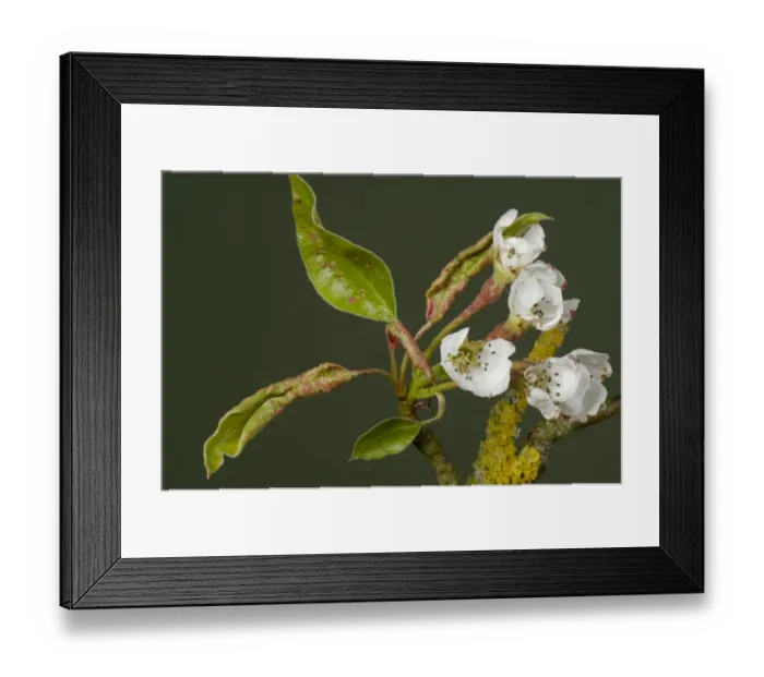 Framed Print : Early blisters of pear leaf blister mite, Eriophyes pyri, red on young pear foliage and flower peduncles in spring Framed Print : Early blisters of pear leaf blister mite, Eriophyes pyri, red on young pear foliage and flower peduncles in spring