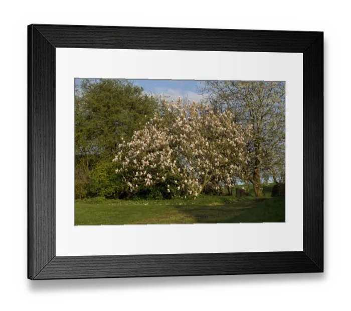 Framed Print : Saucer Magnolia, Magnolia x soulangeana, established flowering tree in evening spring sunlight