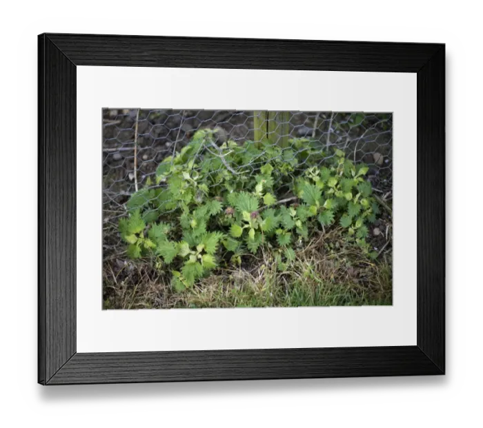 Framed Print : Stinging nettles, Urtica dioica, showing signs of damage after treatment with glyphosate used to control them Framed Print : Stinging nettles, Urtica dioica, showing signs of damage after treatment with glyphosate used to control them