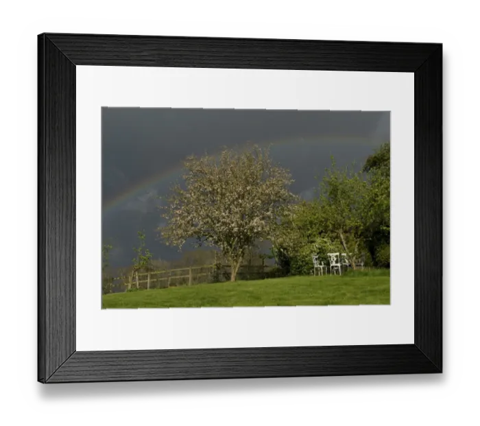 Framed Print : Dark sky with a vivid rainbow over a garden with a flowering crab apple tree on a showery spring day, West Berkshire Framed Print : Dark sky with a vivid rainbow over a garden with a flowering crab apple tree on a showery spring day, West Berkshire