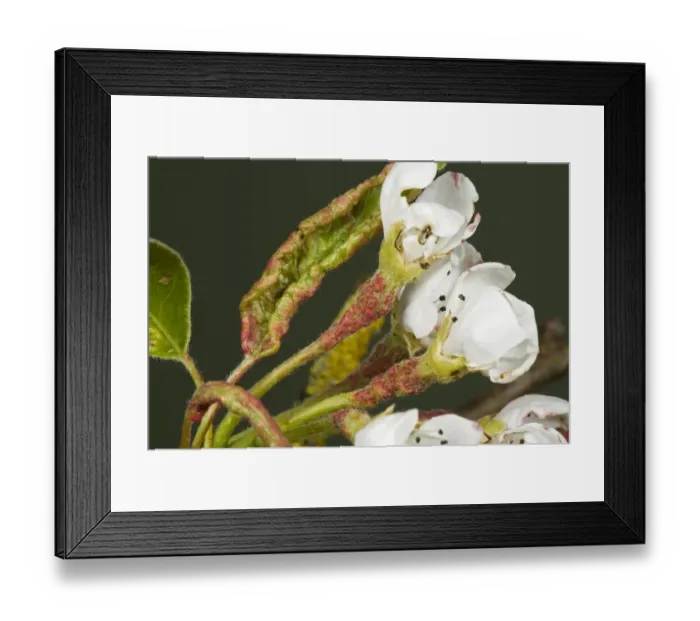 Framed Print : Early blisters of pear leaf blister mite, Eriophyes pyri, red on young pear foliage and flower peduncles in spring Framed Print : Early blisters of pear leaf blister mite, Eriophyes pyri, red on young pear foliage and flower peduncles in spring