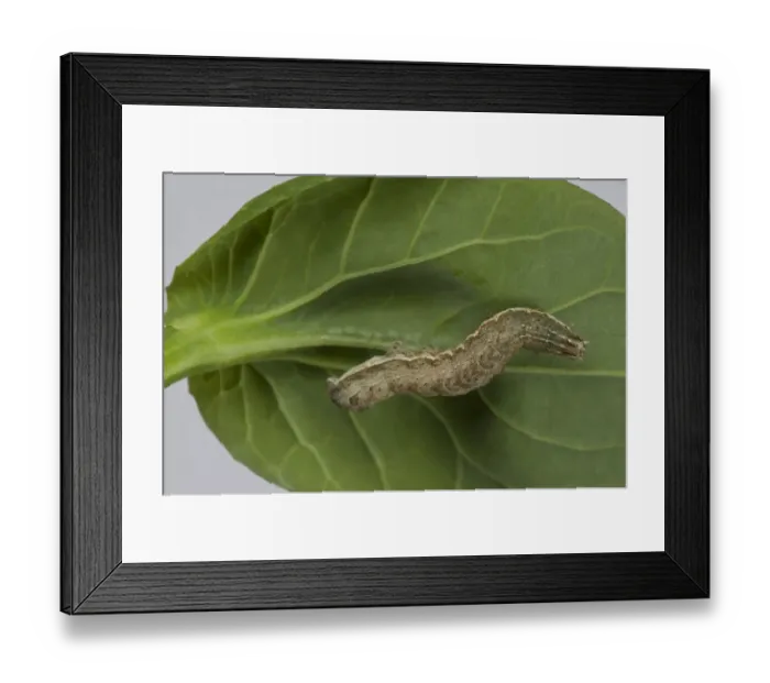 Framed Print : Cabbage Moth, Mamestra brassicae, caterpillar, on a pak choi stem and leaves Framed Print : Cabbage Moth, Mamestra brassicae, caterpillar, on a pak choi stem and leaves