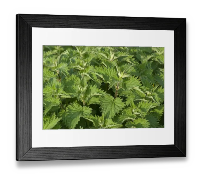 Framed Print : Stinging nettle, Urtica dioica, plants with healthy vigorous leaves in spring Framed Print : Stinging nettle, Urtica dioica, plants with healthy vigorous leaves in spring
