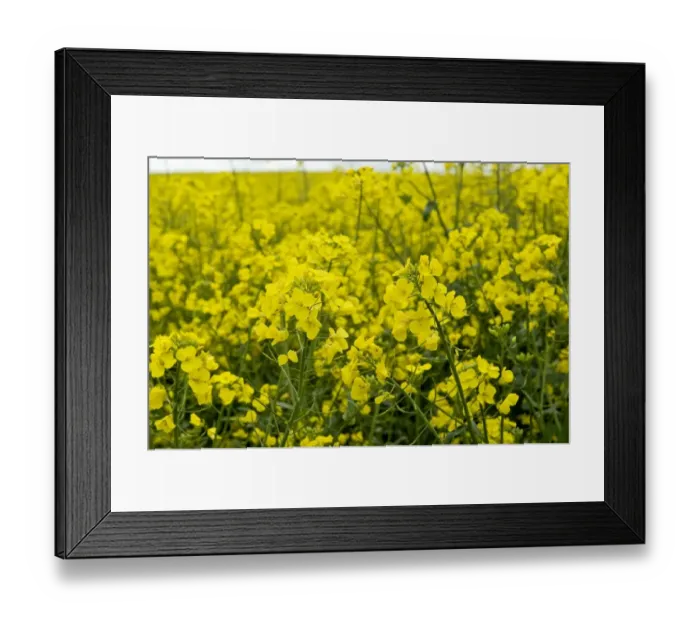 Framed Print : Oilseed rape or canola in late flower on a fine spring day in the Berkshire Downs, May