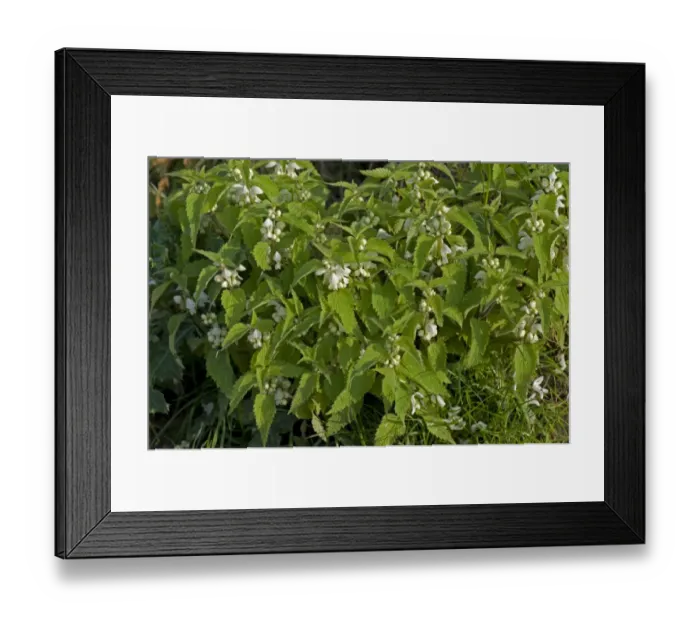 Framed Print : White Dead-nettle, Lamium album, group of plants in flower Framed Print : White Dead-nettle, Lamium album, group of plants in flower