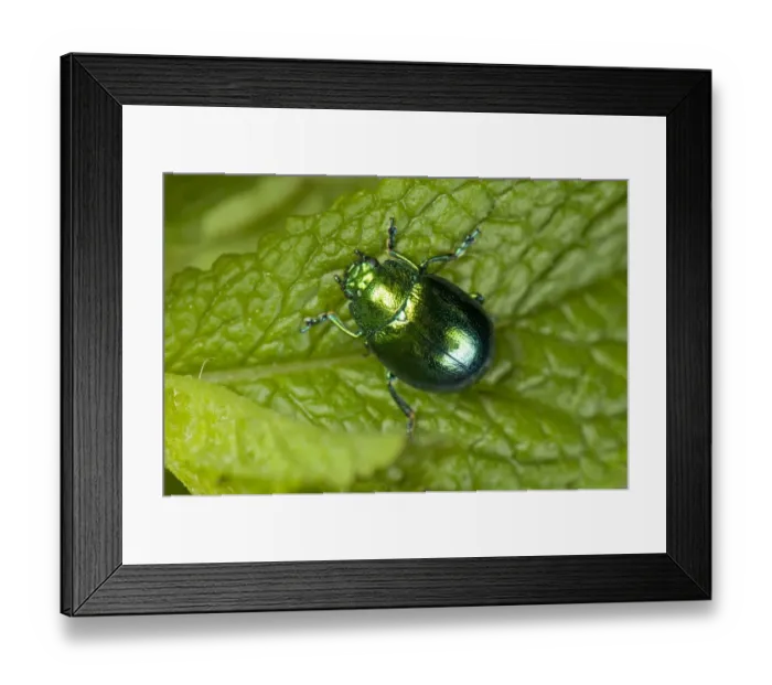 Framed Print : Mint Leaf Beetle, Chrysolina herbacea, on a mint leaf Framed Print : Mint Leaf Beetle, Chrysolina herbacea, on a mint leaf